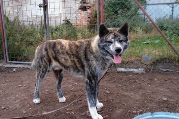 Příklady problémového chování