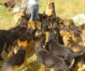 Kauza Nemotice 80 psů – září 2011