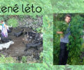 Zelené léto