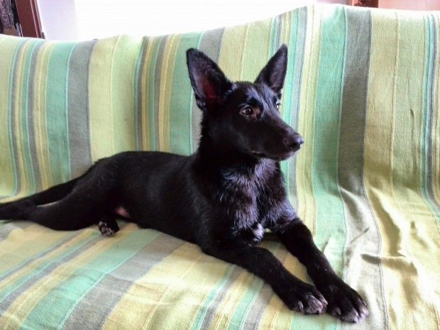 Fí našla nový domov, jak se jí nyní daří?