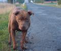 Fenka pitbullteriéra Blondee a její smutný příběh
