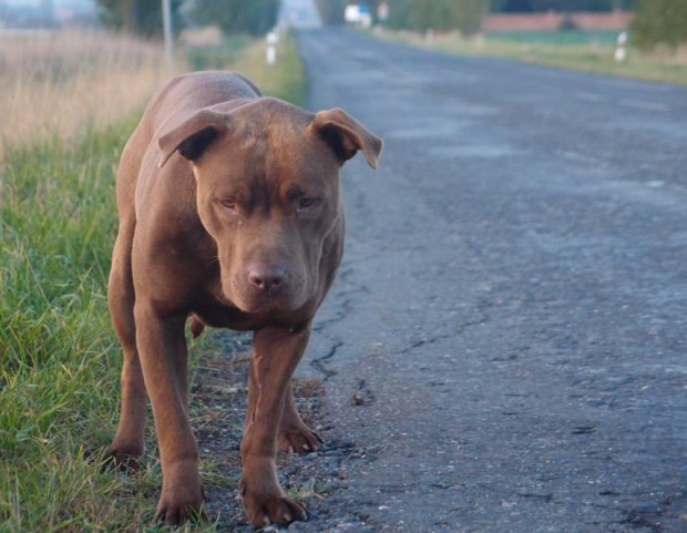 Fenka pitbullteriéra Blondee a její smutný příběh