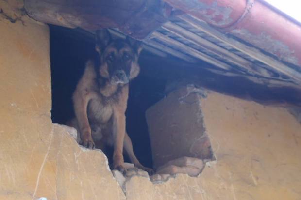 Zachráněný týraný německý ovčák