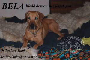 Bela