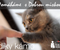 Velká aukce na podporu útulků!