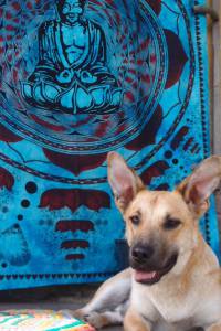Dogy