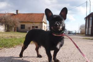 Bezík
