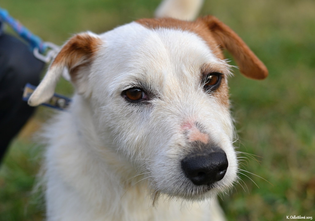 Kopie - DSC_0187