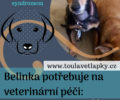 Aktuální léčba zvířátek
