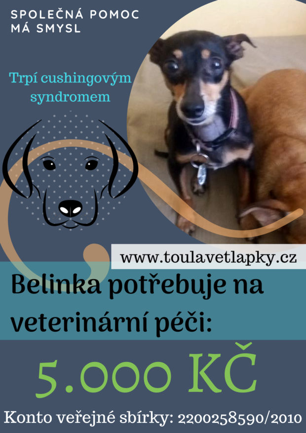 Aktuální léčba zvířátek