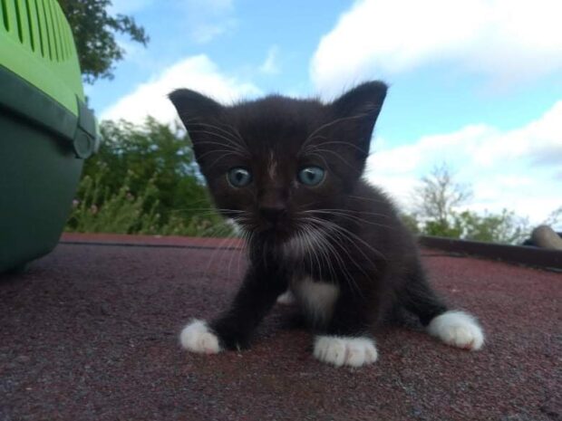 🐱Koťátka hledaji domov🐱